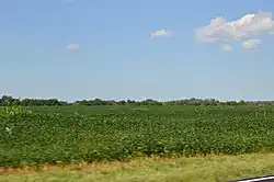 Soybean fields west of U.S. Route 31
