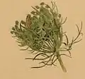 A carrot inflorescence inhabited by a larva