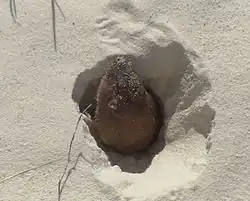 Brown gopher head
