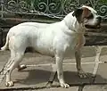 Serrano Bulldog. CBKC model image standard.