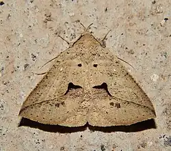Species specimen