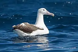 Southern royal albatross (Diomedea epomophora)