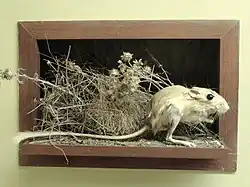 Brown long-tailed rat