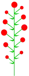 Determinate inflorescence with divergent maturation