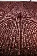 Rolled field, Denton