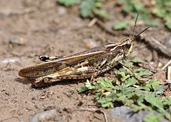 D. maroccanus
