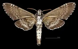 ♀ △