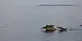 Spinner dolphins in the area