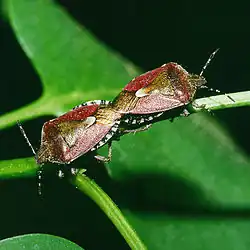 Mating