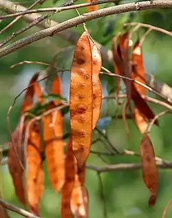 Dry fruits