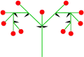 Double cyme