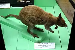 Brown dorcopsis