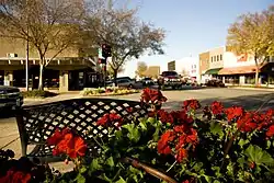 Carl Whitcomb's elms, Stillwater, Oklahoma[4]