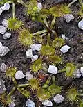 Typical form, basal rosette