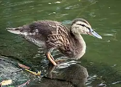 Moulting