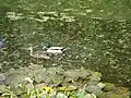 Varied wildlife in the village and environs