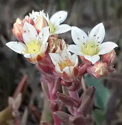 D. nesiotica