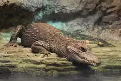 Cleveland Zoo, USA