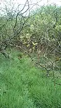 An animal track leading into the bogland thickets