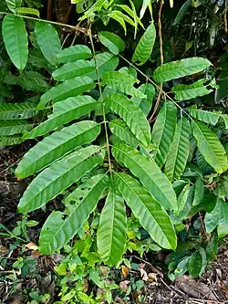 Compound leaf