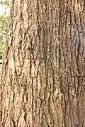 Bark of 'Louis van Houtte', Royal Botanic Garden Edinburgh