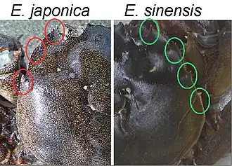 Comparison to the Chinese mitten crab (right)