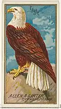 Bald eagle (Birds of America)