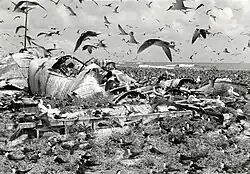Hundreds of seabirds, including sooty terns and red-footed boobies, nest among the twisted ruins of corrugated metal buildings on East Island, French Frigate Shoals, with waves visible in the background under a partly cloudy sky.