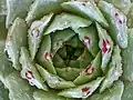 Close-up of leaves (~3.5&nbsp;cm (1.4&nbsp;in))