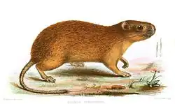 Medomys hispidus