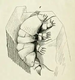 Drawing of Echiniscus testudo on a grain of sand by L.M.F. Doyère, 1840