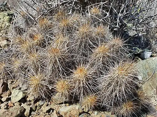 Habitat in San Buto, Baja Californi