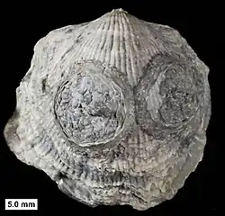 Two edrioasteroids, possibly Krama or Agelacrinites, with dissociated ambulacral plates, from the Devonian of Wisconsin.