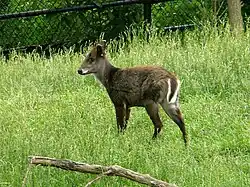 Brown cervid