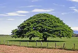 Fig tree