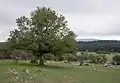 Field maple, Spain