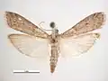 Female, dorsal view