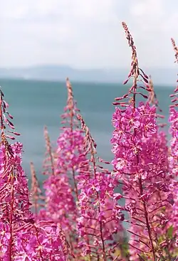 Rosebay willowherb