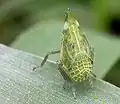 nymphal Dictyophara europaea (Dictyopharidae)