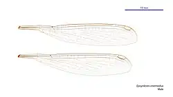 Male wings