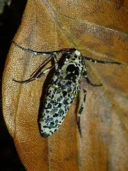 ♀