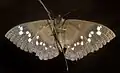 View of underside, Africa