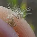 Matured flower with seeds and pappus