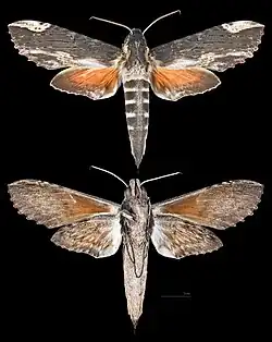 Erinnyis impunctata