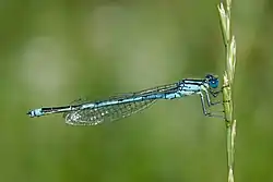Erythromma lindenii