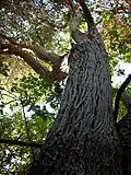Escallonia revoluta