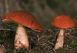 "Leccinum aurantiacum"