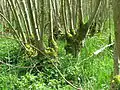 Ash coppice in Overlangbroek, Netherlands