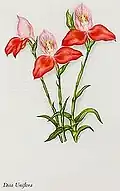 Watercolour by Ethel Dixie.