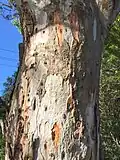 Trunk bark